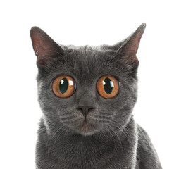 Adorable grey British Shorthair cat on white background