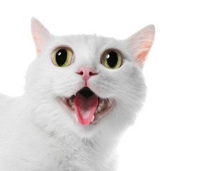 Funny cat with big eyes on white background. Cute pet