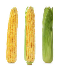 Set with delicious corn cobs on white background