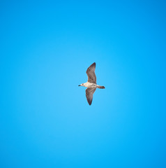A seagull in the sky