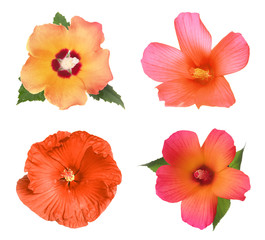 Set with beautiful tropical Hibiscus flowers on white background