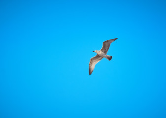 A seagull in the sky