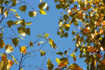 Autumn leaves of a birch on a background of the sky. Autumn birch branches in the background of the blue sky. Bottom view. Autumn tree branches.