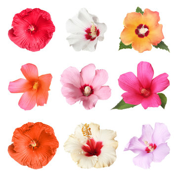 Set with beautiful tropical Hibiscus flowers on white background