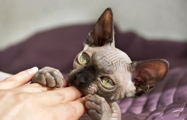 cat breed the canadian Sphynx playing with a man, bites the man's hand