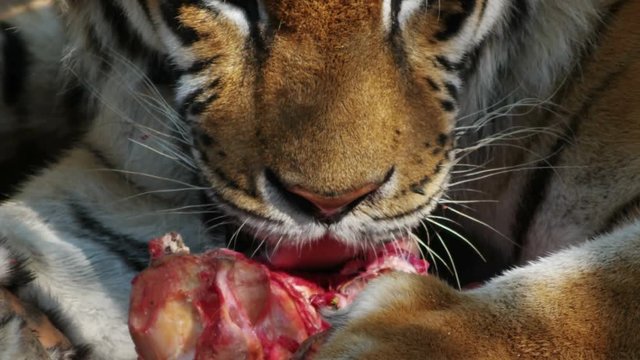 tiger and meat