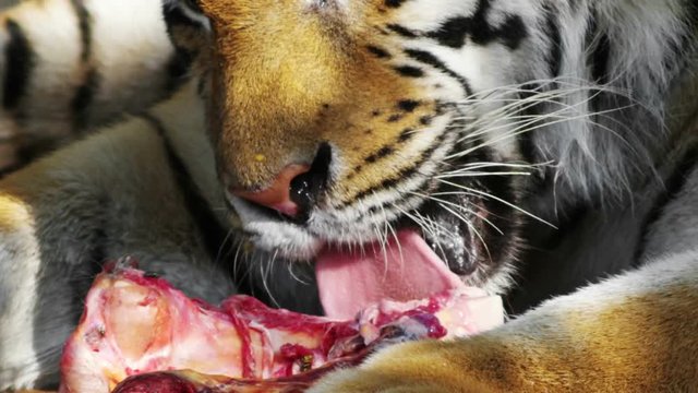 tiger keeps meat in the paws