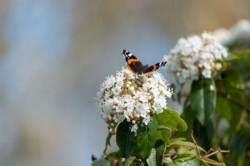 Butterfly resting on flower