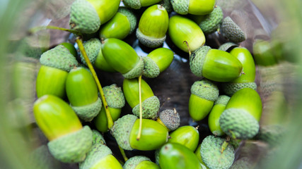 Acorns in a glass jar.