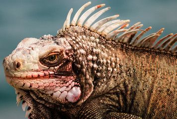 Wild green iguana on the rocks of St. Thomas, US Virgin Islands. Close up photo of a lizard in the...