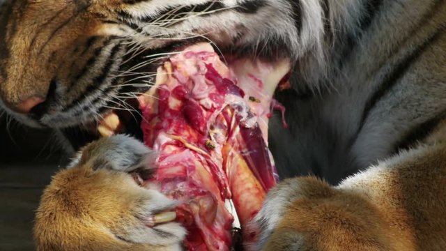 tiger keeps meat in the paws, close-up