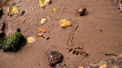 Foot print on a sand, with leaves.
