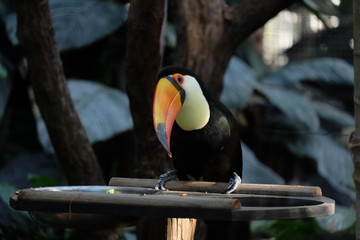 Toucan