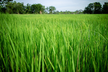 rice plant