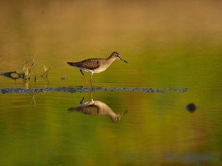 The wood sandpiper (Tringa glareola) hunting for worms