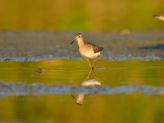 The wood sandpiper (Tringa glareola) hunting for worms
