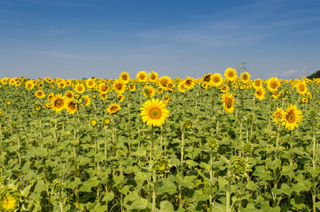 Field of sunflowers on a hot summer day