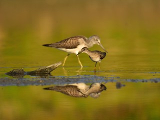 The wood sandpiper (Tringa glareola) and the common greenshank (Tringa nebularia) hunting for worms