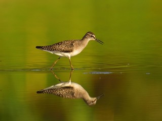 The wood sandpiper (Tringa glareola) hunting for worms