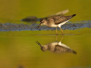 The wood sandpiper (Tringa glareola) hunting for worms