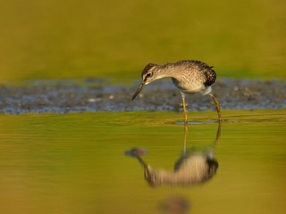 The wood sandpiper (Tringa glareola) hunting for worms