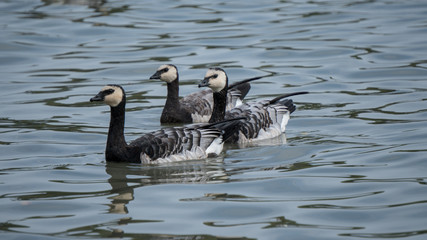 Fototapeta premium Canada gooses on a shore at the September. 