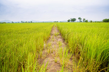 Close up ridge, walkway during rice paddies with perspective line. 
