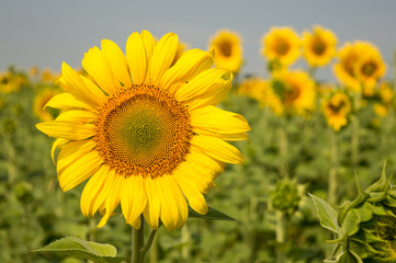 Obraz premium Sunflowers close-up on a hot summer day
