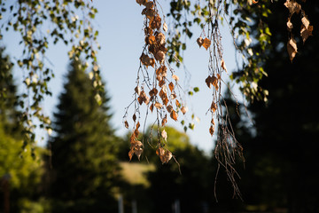 Wiszące liście © andsko