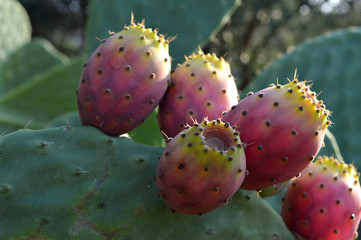 Close-up of Indian Fig Fruits, Prickly Pear Fruits, Sicily, Italy, Nature, Macro