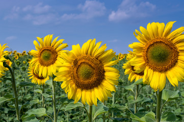 Fototapeta premium Sunflowers close-up on a hot summer day