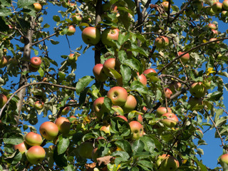 Apple tree