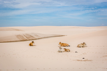 Wild cows in a white sand dune in a overcast day in Brazil