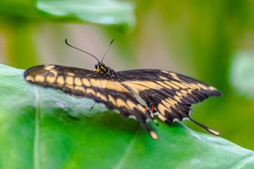 Papilio Thoas butterfly resting on a green leaf with green vegetation background