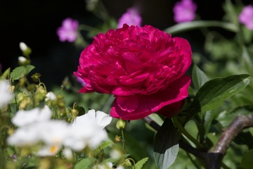 pink flower in the garden - peony, paeonia