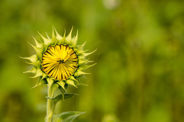 Sunflowers close-up on a hot summer day