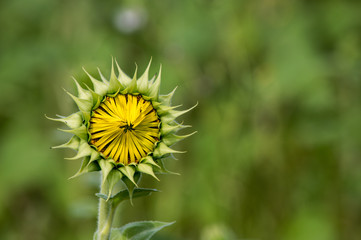 Sunflowers close-up on a hot summer day