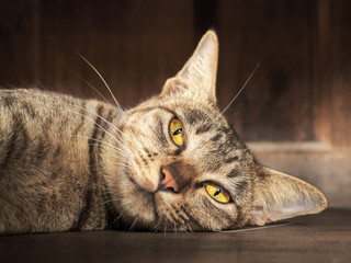 Close up Asia striped gray cat just wake up after daytime sleeping and it was staring of yellow eyes, weary and sluggish on floor in wood house with warm sunlight