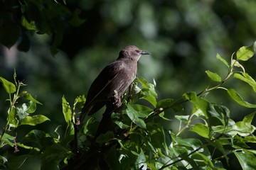 Starling juvenile sitting in the top of a bush