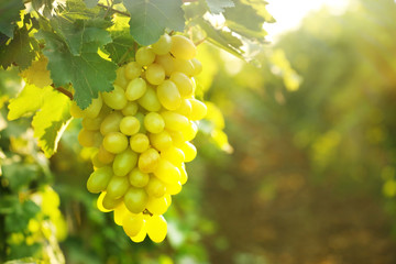 Fototapeta premium Bunch of fresh ripe juicy grapes against blurred background