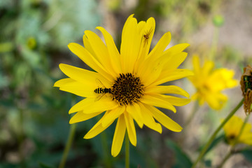 Strahlend gelbe Blume mit Insektenbesuchern im sonnenbeschienenen Garten