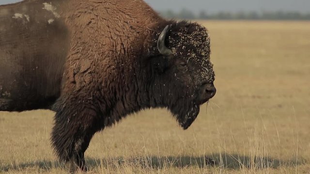 Wild bison stands in a steppe and chews dry grass (1080p, 25fps)