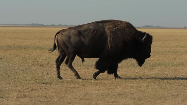 Huge wild male American buffalo walks in a drought steppe (1080p, 25fps)