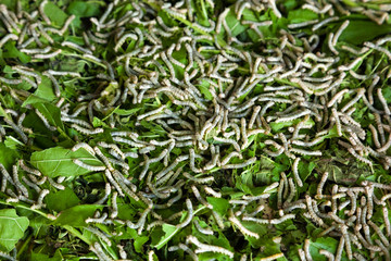 Silkworm rearing
