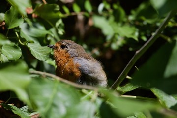 robin sitting on a branch