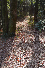 A sunny Winter Park, a walking road covered with fallen leaves