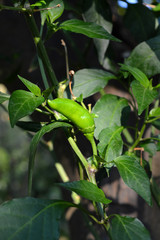 Close-up of a Green Pepper, Nature, Macro