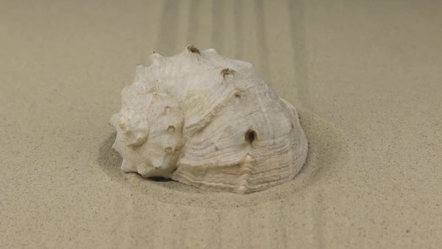 Zoom. Beautiful seashell lying in the center of a circle made of sand .