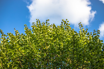 Liście na tle chmur