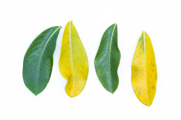 Fototapeta na wymiar Green and yellow leaves on white background.